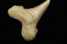 OTODUS SOKOLOVI - Barthonian - Boujdour, morocco