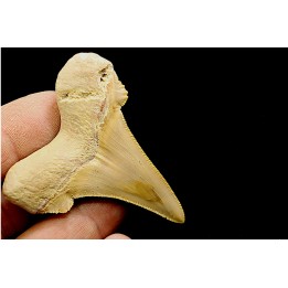 OTODUS SOKOLOVI - Barthonian - Boujdour, morocco