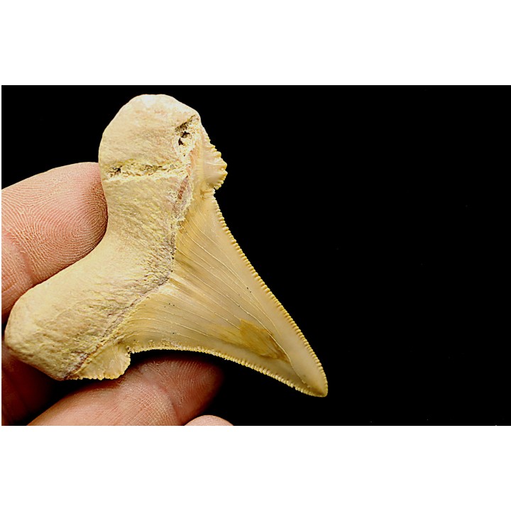 dent de requin: OTODUS SOKOLOVI Barthonien (éocène) Boujdour, maroc
