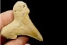 OTODUS SOKOLOVI - Barthonian - Boujdour, morocco