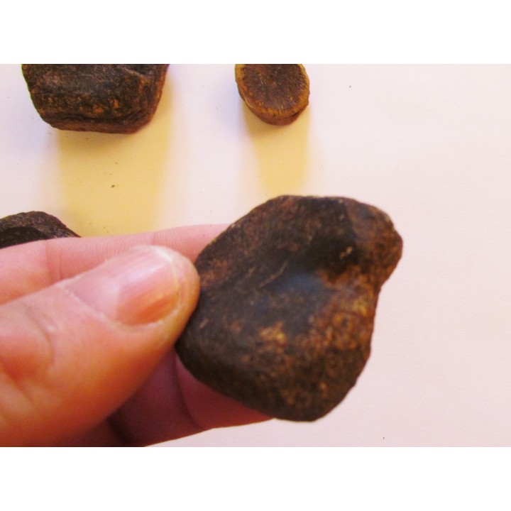 Elements palette swim, ichthyosaur: Stenopterygius