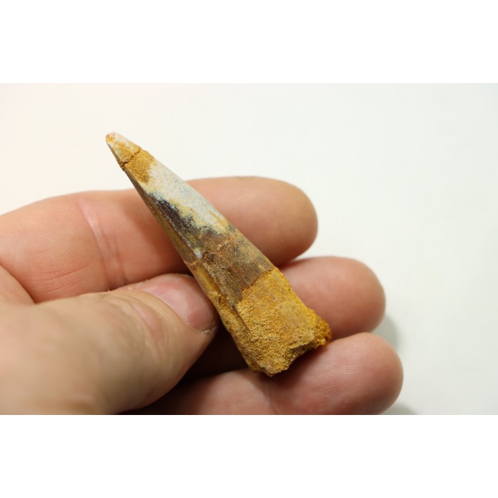 dent de dinosaure SPINOSAURE AEGYPTIACUS