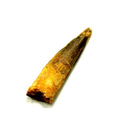 SPINOSAURE AEGYPTIACUS