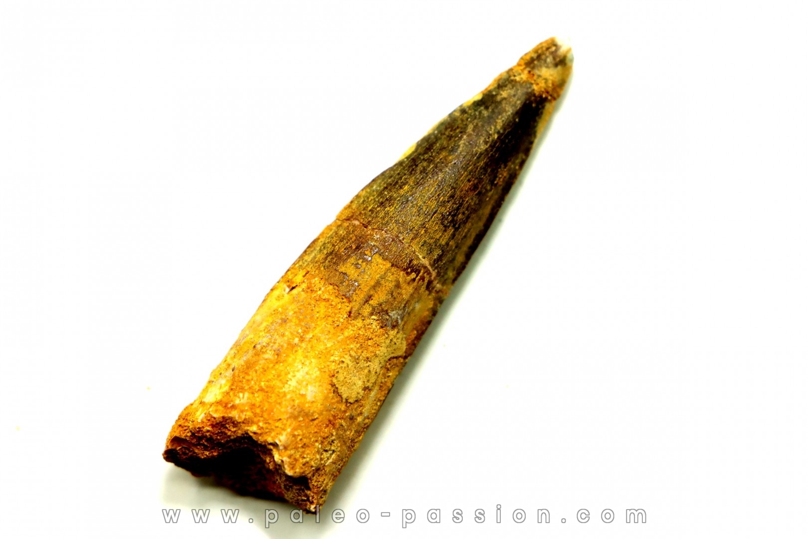 dent de dinosaure SPINOSAURE AEGYPTIACUS