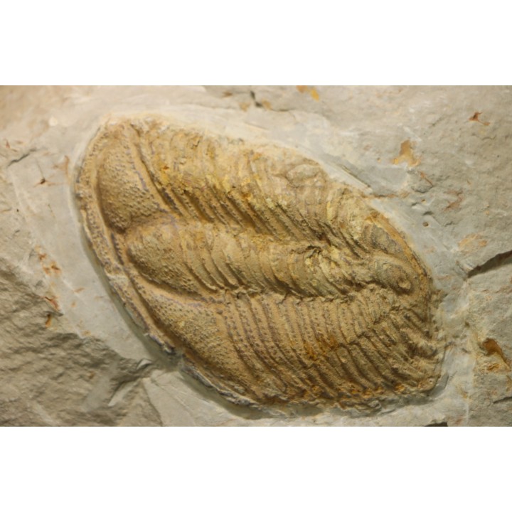 Conocoryphe herberti - Languedocien - Montagne noire, France
