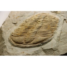 Conocoryphe herberti - Languedocien - Montagne noire, France