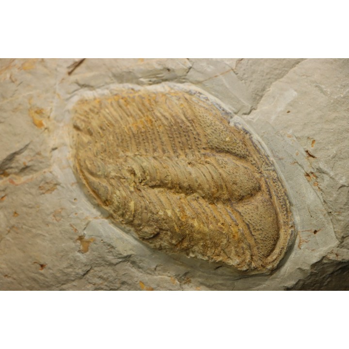 Conocoryphe herberti - Languedocien - Montagne noire, France