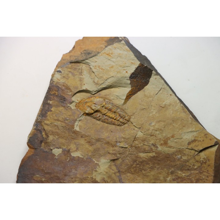 Solenopleuropsis Rouayrouxi  - Languedocian - Montagne noire, France