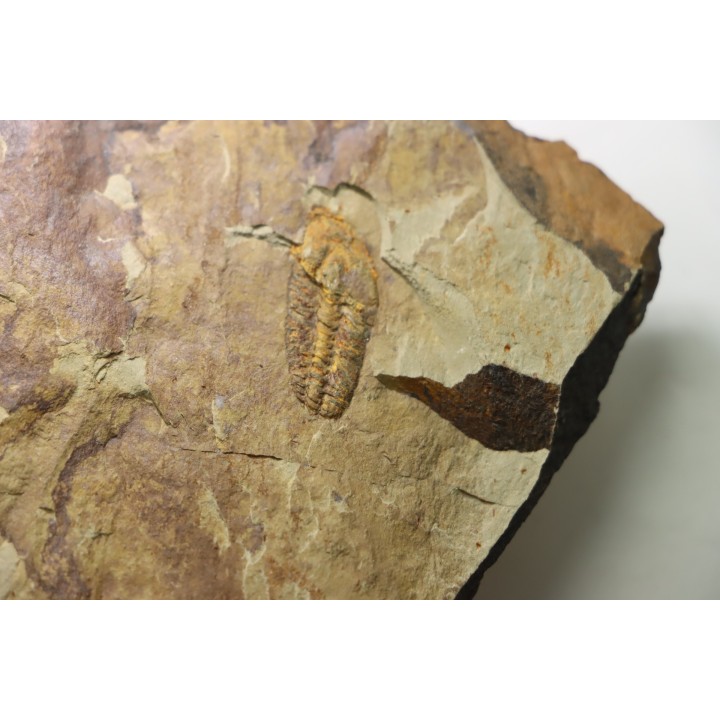 Solenopleuropsis Rouayrouxi  - Languedocian - Montagne noire, France