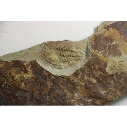 Solenopleuropsis Rouayrouxi  - Languedocian - Montagne noire, France