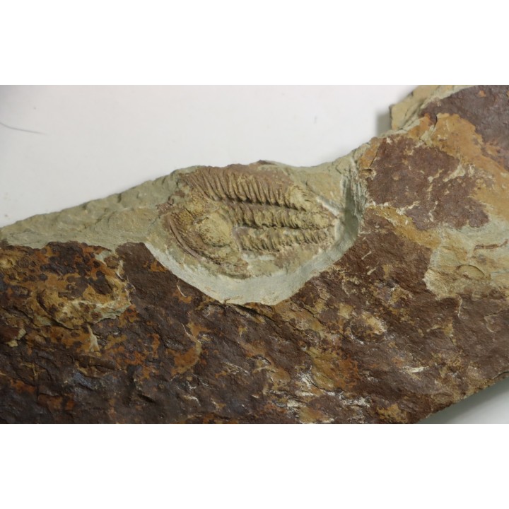 Solenopleuropsis Rouayrouxi  - Languedocien - Montagne noire, France