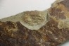Solenopleuropsis Rouayrouxi  - Languedocian - Montagne noire, France