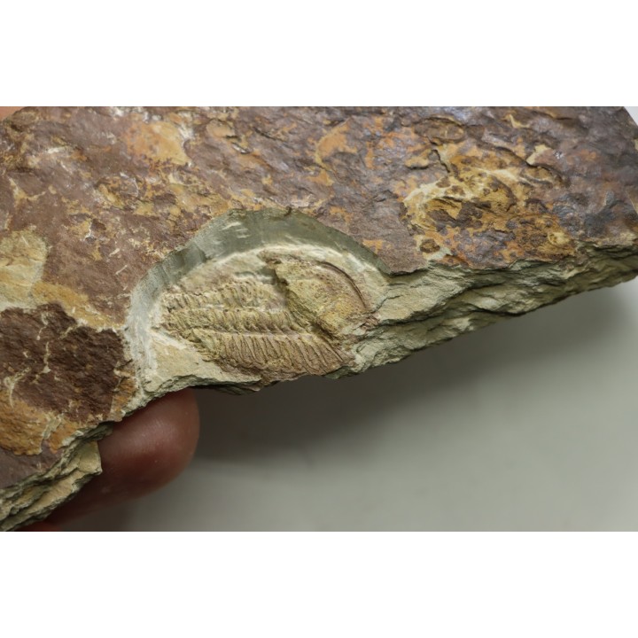 Solenopleuropsis Rouayrouxi  - Languedocien - Montagne noire, France
