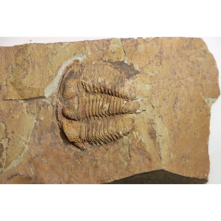 Solenopleuropsis Rouayrouxi  - Languedocian - Montagne noire, France