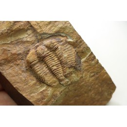Solenopleuropsis Rouayrouxi  - Languedocien - Montagne noire, France