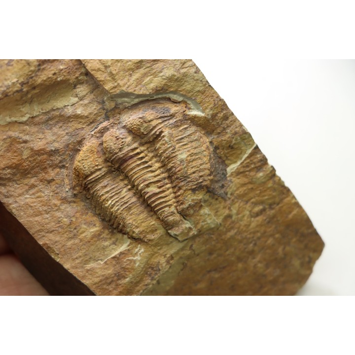 Solenopleuropsis Rouayrouxi  - Languedocien - Montagne noire, France