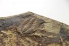 Bailiella levy  - Languedocien - Montagne noire, France