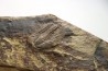 Bailiella levy  - Languedocien - Montagne noire, France