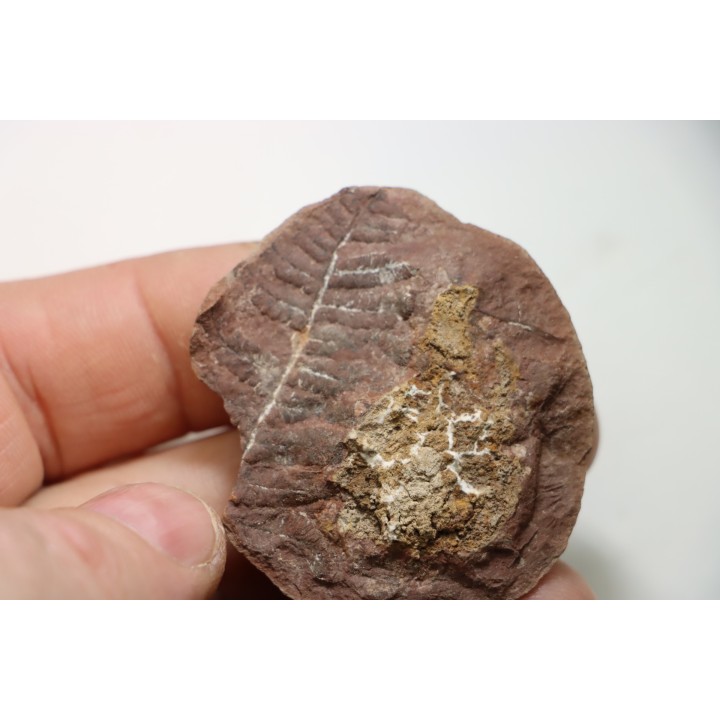 PECOPTERIS VILLOSA - Carboniferous - Mazon Creek - USA