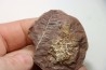 Nodule de fougère: PECOPTERIS VILLOSA - carbonifère - Mazon creek - USA