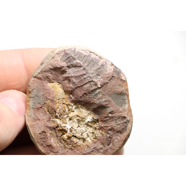 Nodule de fougère: PECOPTERIS VILLOSA - carbonifère - Mazon creek - USA