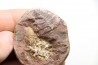 Nodule de fougère: PECOPTERIS VILLOSA - carbonifère - Mazon creek - USA
