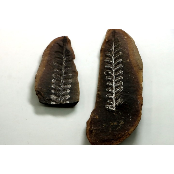 PECOPTERIS VILLOSA - Carboniferous - Mazon Creek - USA