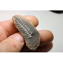 PECOPTERIS VILLOSA - Carboniferous - Mazon Creek - USA