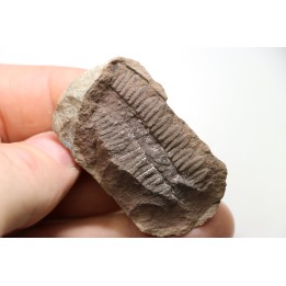 PECOPTERIS - Carboniferous - Mazon Creek - USA