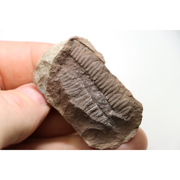 PECOPTERIS - Carboniferous - Mazon Creek - USA