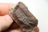 Nodule de fougère: PECOPTERIS - carbonifère - Mazon creek - USA