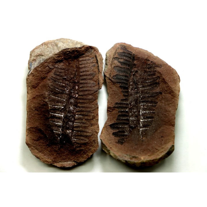 PECOPTERIS - Carboniferous - Mazon Creek - USA