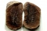 PECOPTERIS - Carboniferous - Mazon Creek - USA