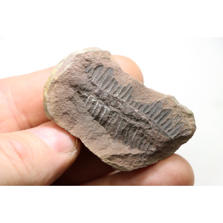 Nodule de fougère: PECOPTERIS - carbonifère - Mazon creek - USA