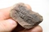 PECOPTERIS - Carboniferous - Mazon Creek - USA