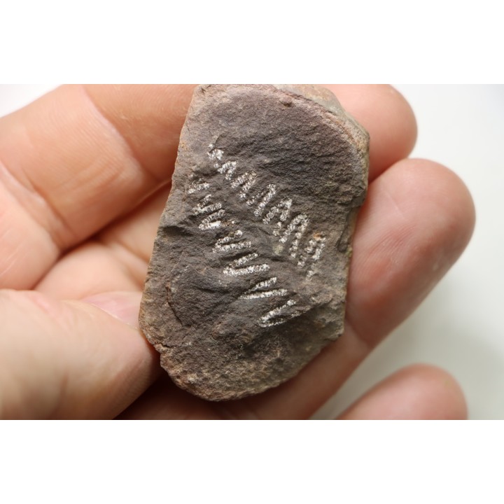 PECOPTERIS - Carboniferous - Mazon Creek - USA