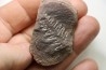 PECOPTERIS - Carboniferous - Mazon Creek - USA