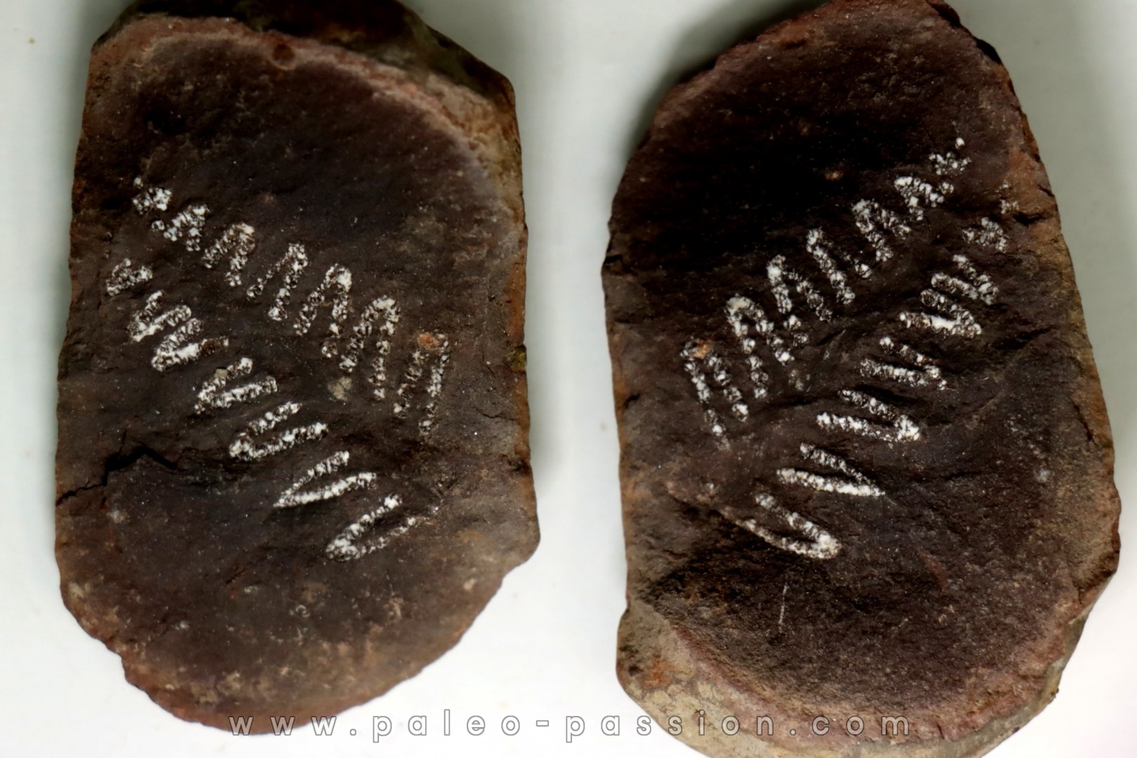 Nodule de fougère: PECOPTERIS - carbonifère - Mazon creek - USA