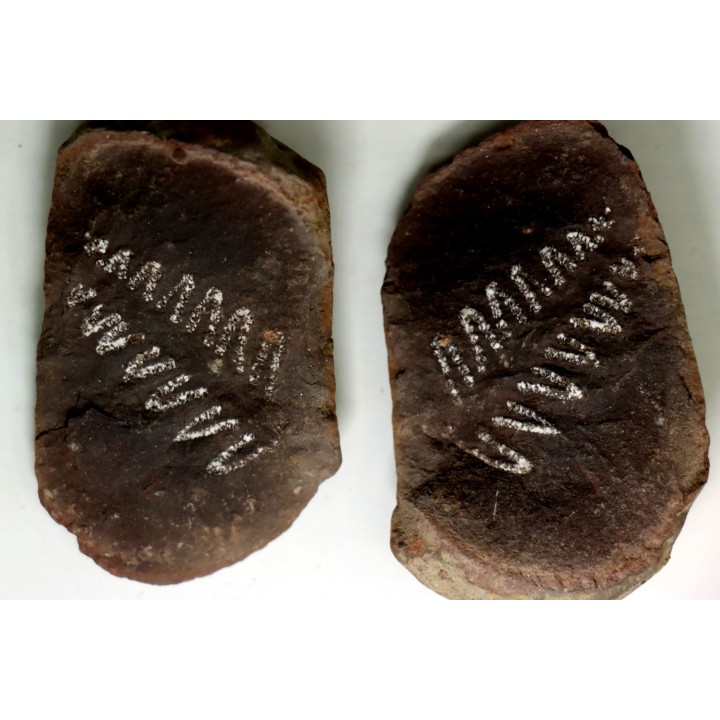 PECOPTERIS - Carboniferous - Mazon Creek - USA