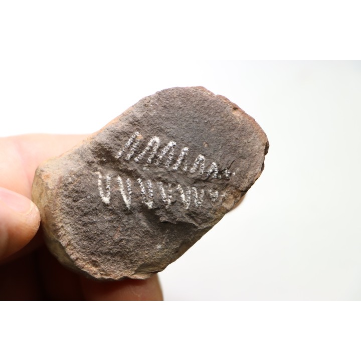 PECOPTERIS - Carboniferous - Mazon Creek - USA