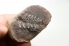 PECOPTERIS - Carboniferous - Mazon Creek - USA