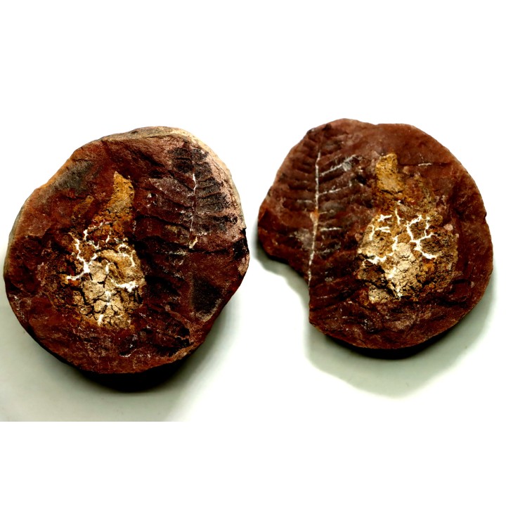 PECOPTERIS VILLOSA - Carboniferous - Mazon Creek - USA