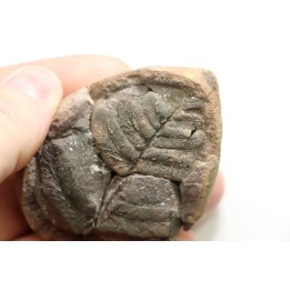 NEUROPTERIS - Carboniferous - Mazon Creek - USA