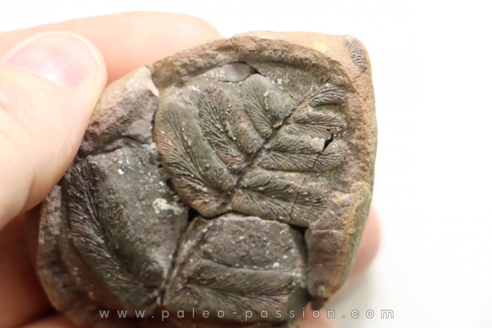 Nodule de fougère: NEUROPTERIS recouvert de chalcopyrite