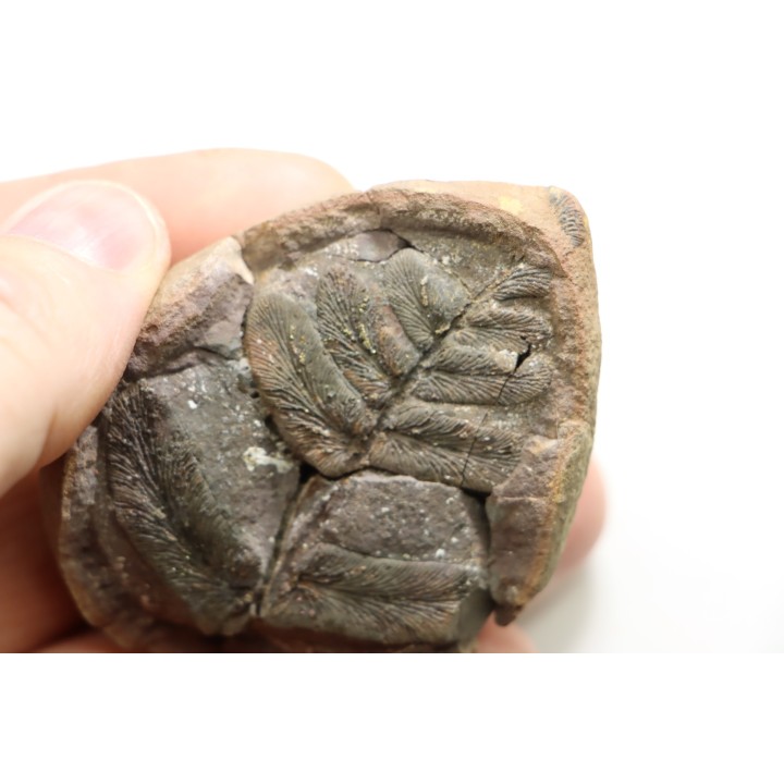 NEUROPTERIS - Carboniferous - Mazon Creek - USA