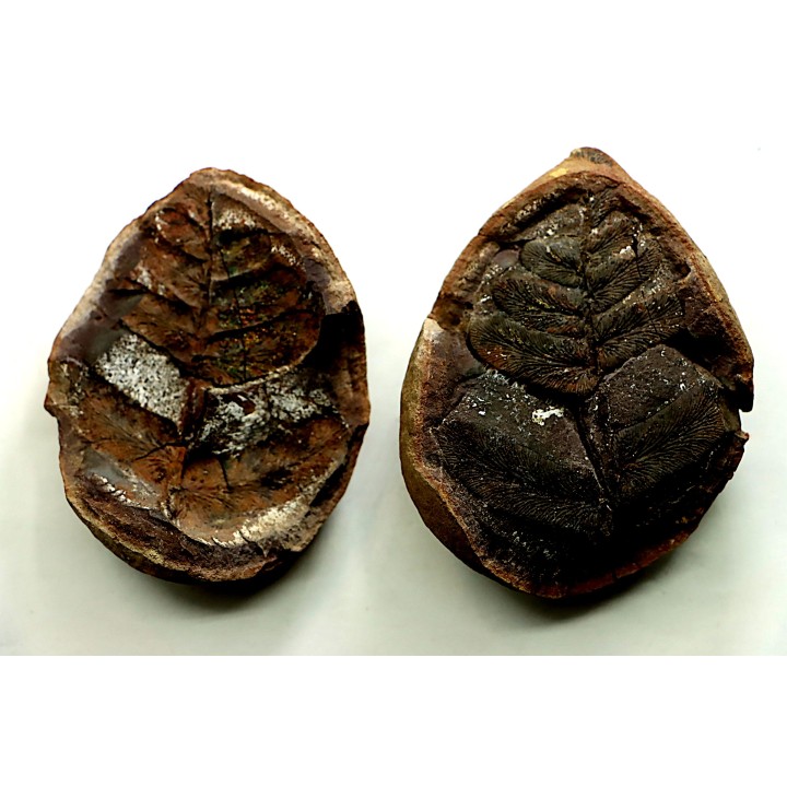 NEUROPTERIS - Carboniferous - Mazon Creek - USA
