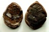 Nodule de fougère: NEUROPTERIS recouvert de chalcopyrite