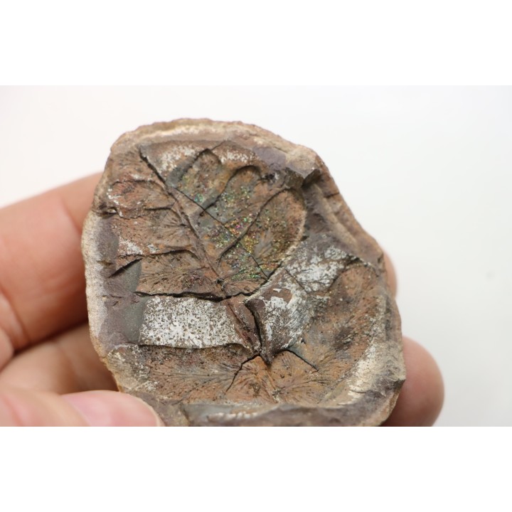 Nodule de fougère: NEUROPTERIS recouvert de chalcopyrite