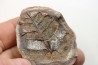 NEUROPTERIS - Carboniferous - Mazon Creek - USA