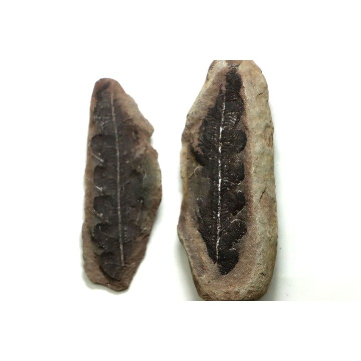 Nodule de fougère: NEUROPTERIS - carbonifère - Mazon creek - USA